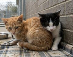 Gatos