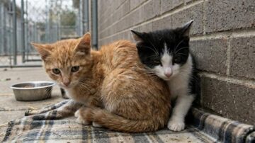 Gatos